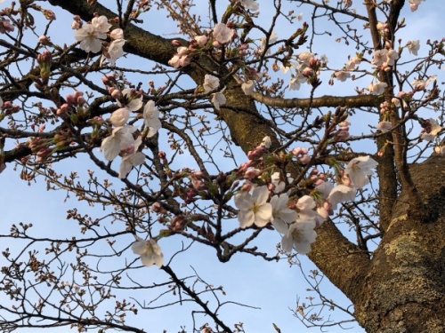 桜の開花