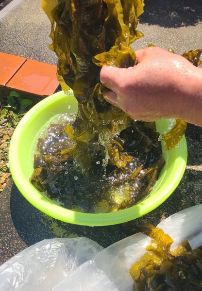 乾燥もみわかめ