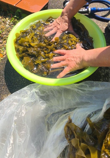 乾燥もみわかめ