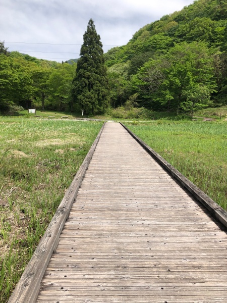 大野市六呂師高原