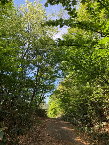 大野市六呂師高原