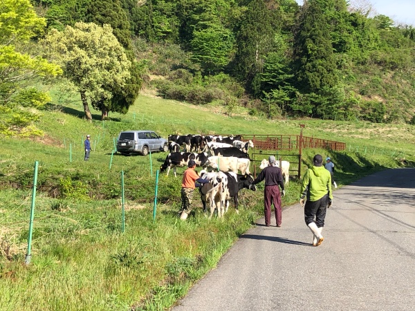 大野市六呂師高原