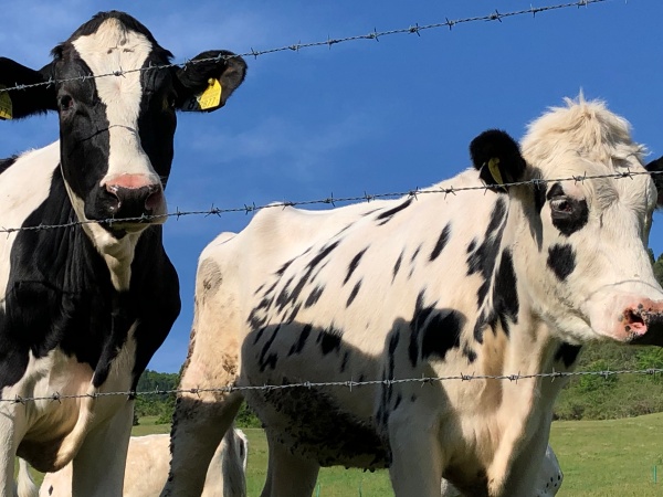 大野市六呂師高原