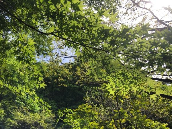 大野市六呂師高原