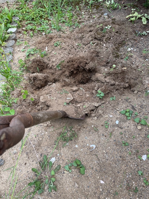 ニンニクの植え付け