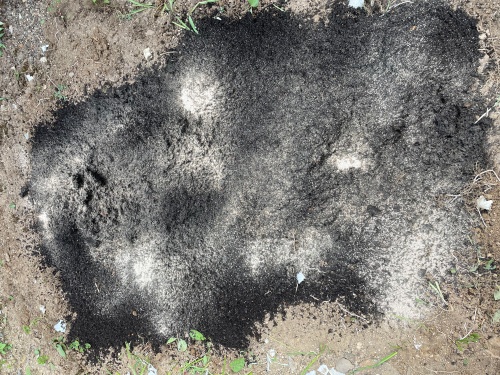 ニンニクの植え付け