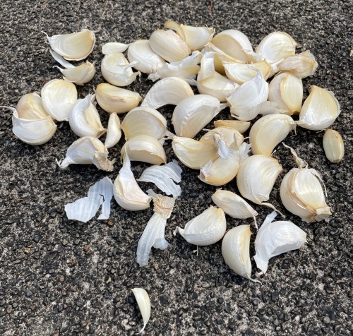 ニンニクの植え付け