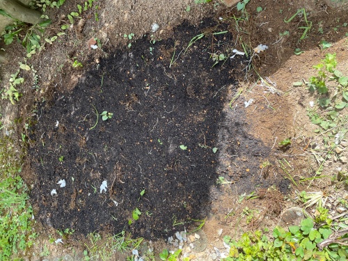 ニンニクの植え付け