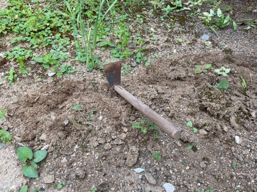 ニンニクの植え付け