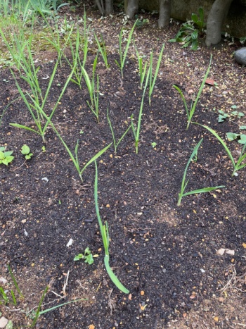 ニンニクの栽培