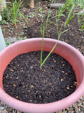 ニンニクの栽培