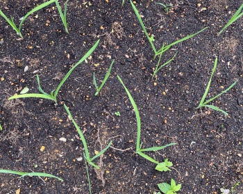 ニンニクの栽培